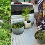 Suspeito de tráfico de drogas é preso com plantação de maconha e arma no Amajari