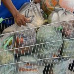 Valor da cesta básica em Boa Vista recua para R$ 645,31 em março, aponta levantamento da Seplan