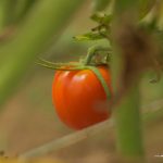 Produção de tomates impulsiona renda e sustentabilidade em comunidade indígena de Boa Vista
