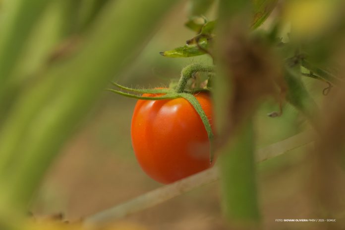 Produção de Tomates - Ft GIOVANI OLIVEIRA (3)
