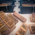 Polícia Federal prende homem que tentava embarcar com 280 canários-da-terra no aeroporto em Boa Vista