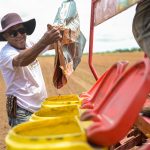 Plantio de milho fortalece renda familiar nas comunidades indígenas de Boa Vista