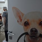 Programa ‘Bem-Estar Animal’ da ALE amplia acesso com novo canal para tirar dúvidas