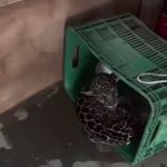 Cipa resgata filhote de onça-pintada acuado por cães em propriedade rural no Caroebe