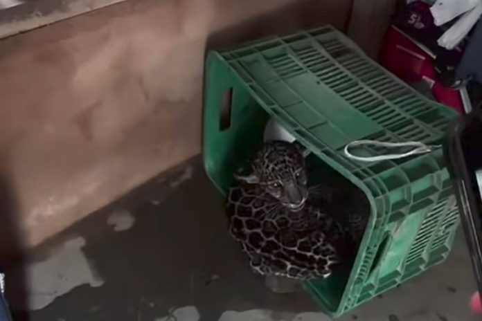 Imagem do WhatsApp de 2025-06-05 à(s) 14.07.03_405aaacc