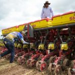 Prefeitura de Boa Vista inicia plantio de girassol no CDT