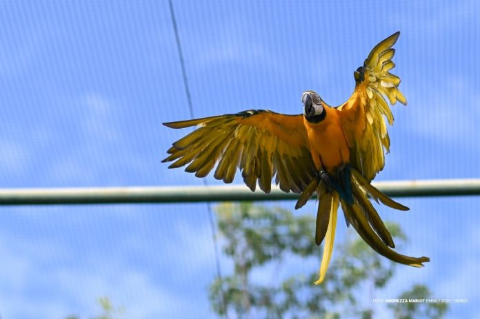 Reabilitação de aves do Bosque dos Papagaios - Ft ANDREZZA MARIOT1