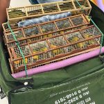 PF realiza prisão por tráfico de animal silvestre em Boa Vista