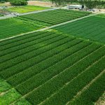 Campo Experimental se prepara para receber população na AgroBV 2025