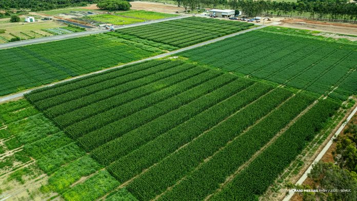 Campo Experimental do CDT na zona rural de Boa Vista - Ft RICHARD MESSIAS (6)