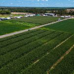 AgroBV 2025 apresenta campo experimental com cultivares adaptadas ao solo e clima de Roraima