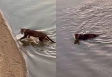 Bombeiros usam drones e cães para localizar onça-parda vista no Centro de Boa Vista