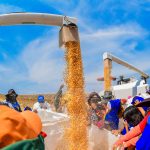 Colheita de milho fortalece agricultura familiar indígena e movimenta economia local em Boa Vista