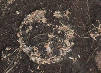 Cientistas da UFRR descobrem pegadas inéditas de dinossauros em Roraima Dinossauros