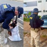 PRF apreende duas armas e recupera dois veículos em ações distintas em Roraima