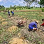 Projeto da Embrapa fortalece segurança alimentar na terra indígena Yanomami em Roraima
