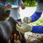 Campanha antirrábica chega à zona rural de Boa Vista com meta de vacinar mais de 4 mil animais