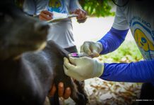 Campanha antirrábica chega à zona rural de Boa Vista com meta de vacinar mais de 4 mil animais