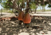 Festival do Caju em Bonfim destaca inovação, tecnologia e valorização da cajucultura em Roraima