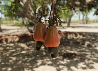 Festival do Caju em Bonfim destaca inovação, tecnologia e valorização da cajucultura em Roraima