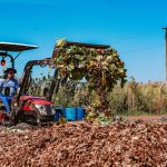 Boa Vista aposta no verde e colhe resultados: mais de 456 toneladas de resíduos reciclados em 2025