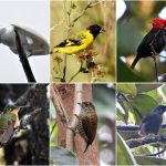 Indígenas Ingarikó lançam roteiro de observação de aves para impulsionar turismo sustentável em Roraima