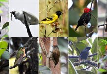 Indígenas Ingarikó lançam roteiro de observação de aves para impulsionar turismo sustentável em Roraima