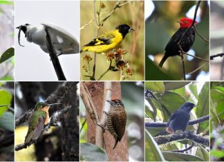 Indígenas Ingarikó lançam roteiro de observação de aves para impulsionar turismo sustentável em Roraima