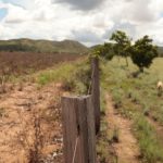Expansão da soja ameaça 80% das terras indígenas de Roraima, diz estudo