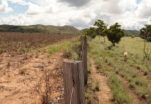 Expansão da soja ameaça 80% das terras indígenas de Roraima, diz estudo