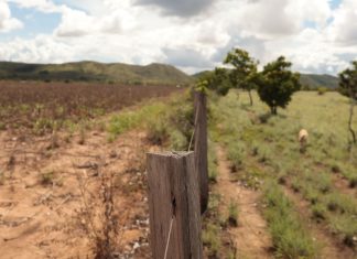 Expansão da soja ameaça 80% das terras indígenas de Roraima, diz estudo