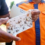 Defesa Civil Municipal integra ações do MAPA no combate à mosca-da-carambola em Boa Vista MOSCA