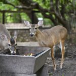 Bosque dos Papagaios reúne fauna resgatada e espécies em vida livre em área urbana de Boa Vista bosque