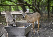 Bosque dos Papagaios reúne fauna resgatada e espécies em vida livre em área urbana de Boa Vista bosque
