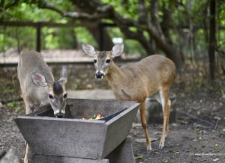 Bosque dos Papagaios reúne fauna resgatada e espécies em vida livre em área urbana de Boa Vista bosque