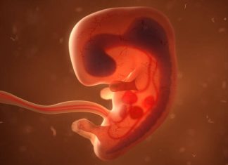 STF vai decidir se aborto legal é exclusivo de médicos ou pode ser feito por enfermeiros Aborto