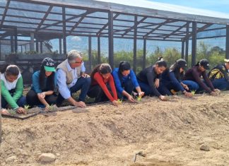 Unidade de soberania alimentar é implantada em área degradada por garimpo na Terra Yanomami yanomami