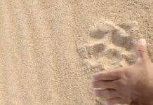 Pescador encontra pegadas de onça na Praia Grande neste domingo (1º), em Boa Vista