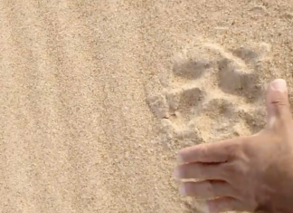 Vídeo: Pescador encontra pegadas de onça na Praia Grande neste domingo (1º), em Boa Vista