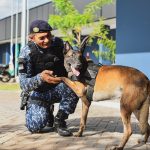 Após sete anos de atuação, cães da Guarda Civil de Boa Vista se aposentam cães gcm boa vista