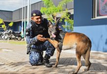 Após sete anos de atuação, cães da Guarda Civil de Boa Vista se aposentam cães gcm boa vista