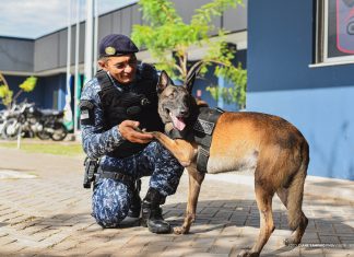 Após sete anos de atuação, cães da Guarda Civil de Boa Vista se aposentam cães gcm boa vista