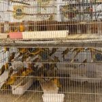 PF prende dois homens com 350 canários-da-terra e apura tráfico interestadual de aves em Boa Vista ascom pf
