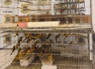 PF prende dois homens com 350 canários-da-terra e apura tráfico interestadual de aves em Boa Vista ascom pf