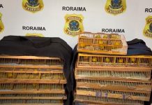 Polícia Federal prende dois homens por tráfico de cerca de 350 aves silvestres em Roraima