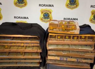 Polícia Federal prende dois homens por tráfico de cerca de 350 aves silvestres em Roraima