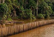 Guiana usa barragens de bambu para conter erosão e recuperar manguezais no litoral