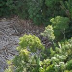 Fazendeiro é condenado a recuperar 132 hectares de floresta desmatada em Rorainópolis