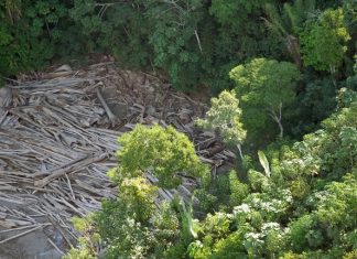 Fazendeiro é condenado a recuperar 132 hectares de floresta desmatada em Rorainópolis