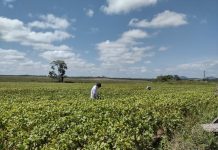 Fim do vazio sanitário libera plantio da soja em Roraima a partir desta quarta (18)